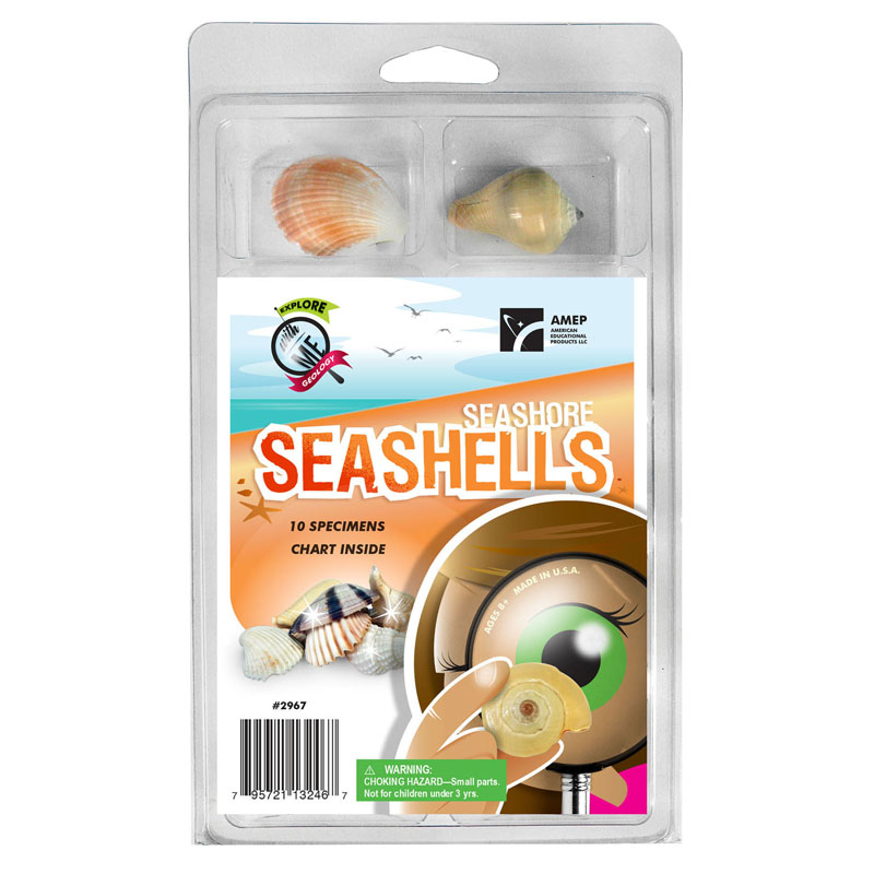 Explore With Me Seashore Seashells