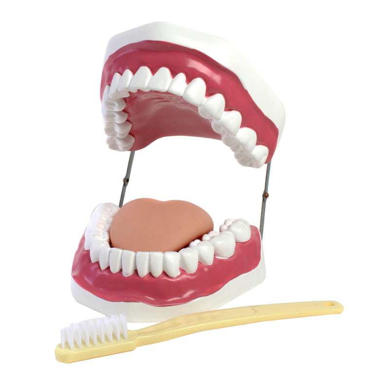 Oral Hygiene Model