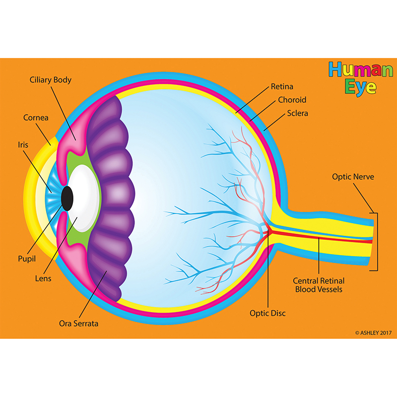 Human Body Foam Manipulatives Eye