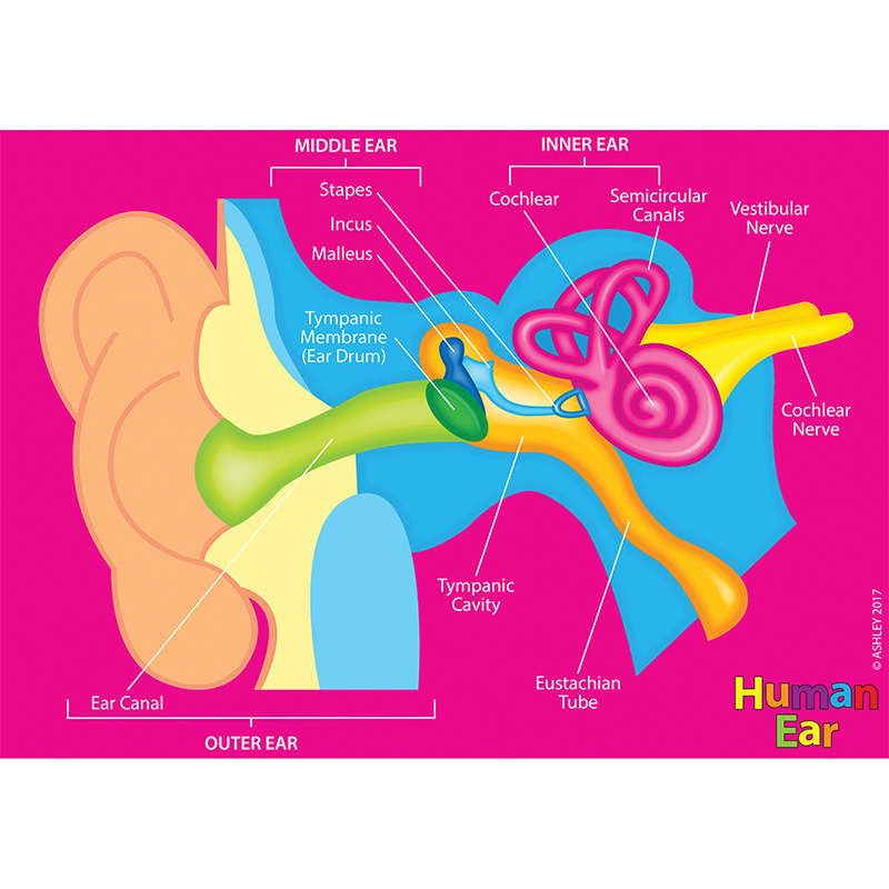 Human Body Foam Manipulatives Ear