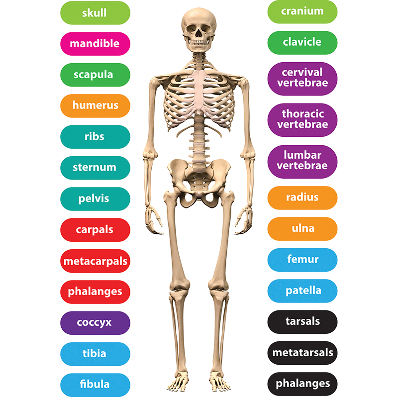 Magnetic Human Skeleton 8x11 26pc