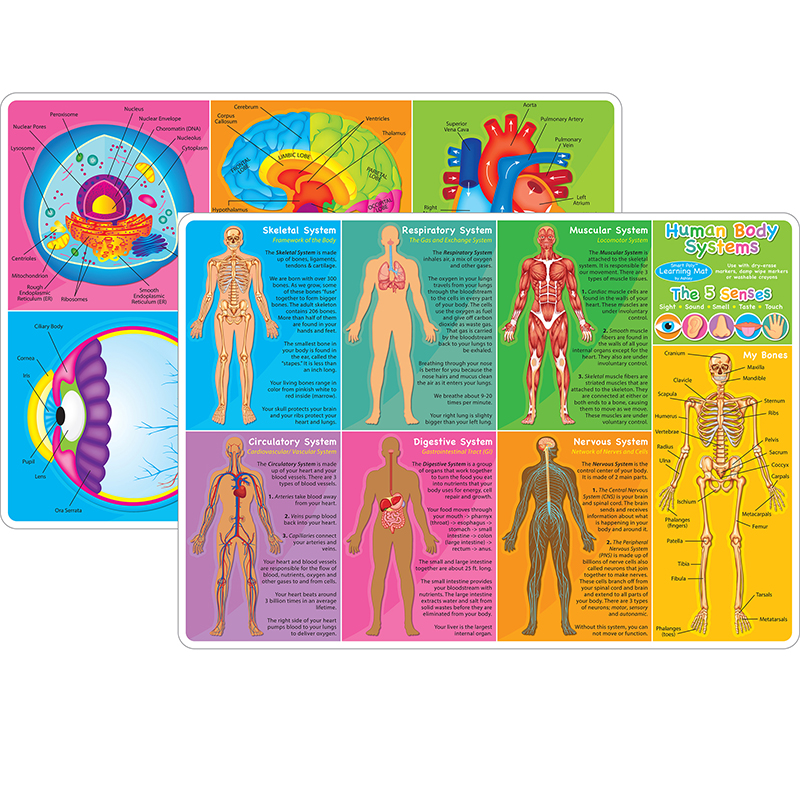 10pk Human Body Learn Mat 2 Sided