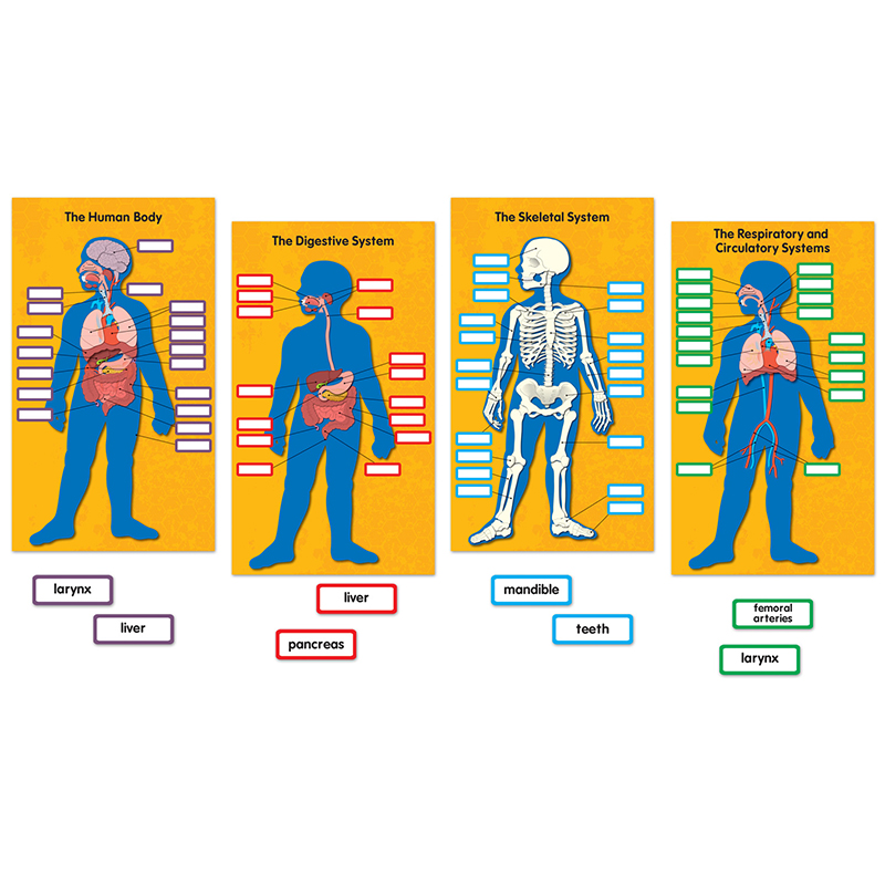 Human Body Bb Set