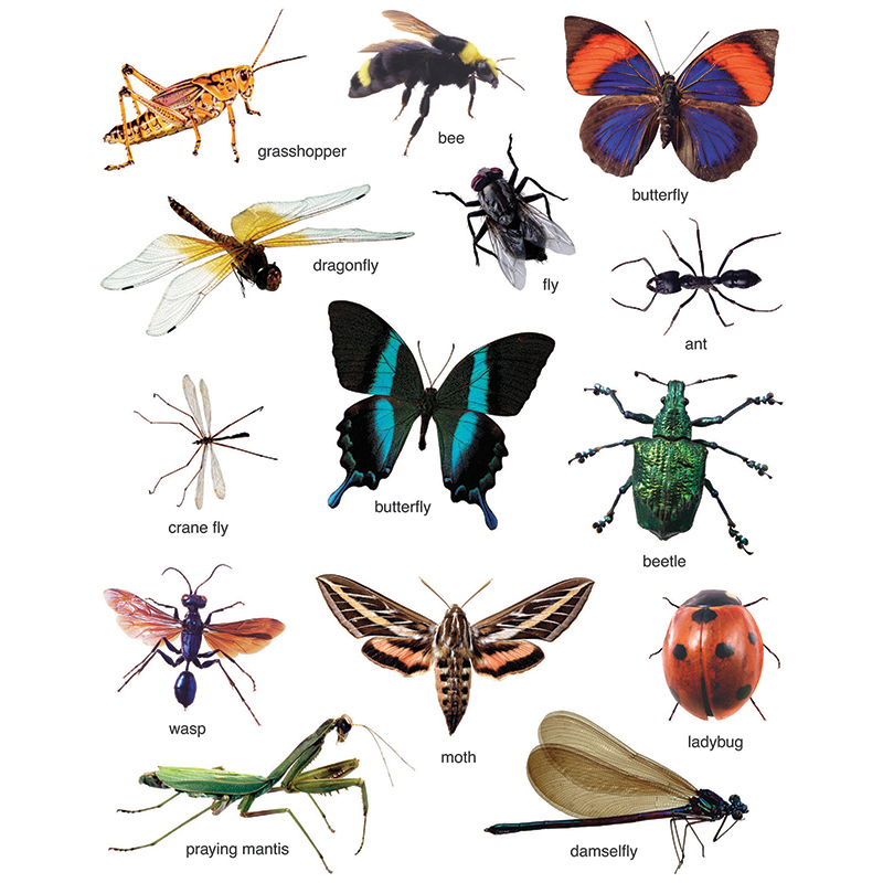 Insects Photographic Stickers