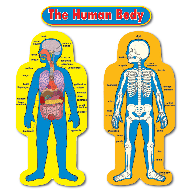 Bb Set Child-Size Human Body 2