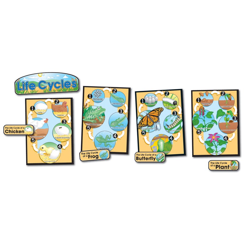 Bb Set Life Cycles Gr 1-8 Butterfly