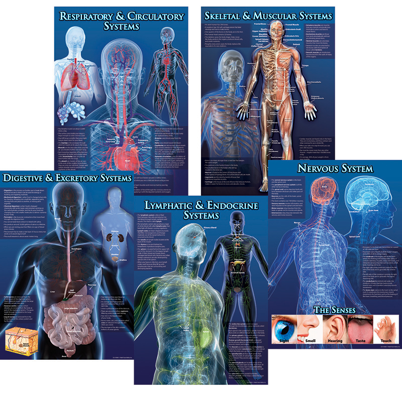 Human Body Facts Bb Set