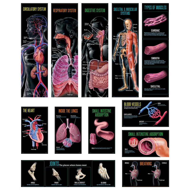 Human Body Mini Bb St Gr 3-5