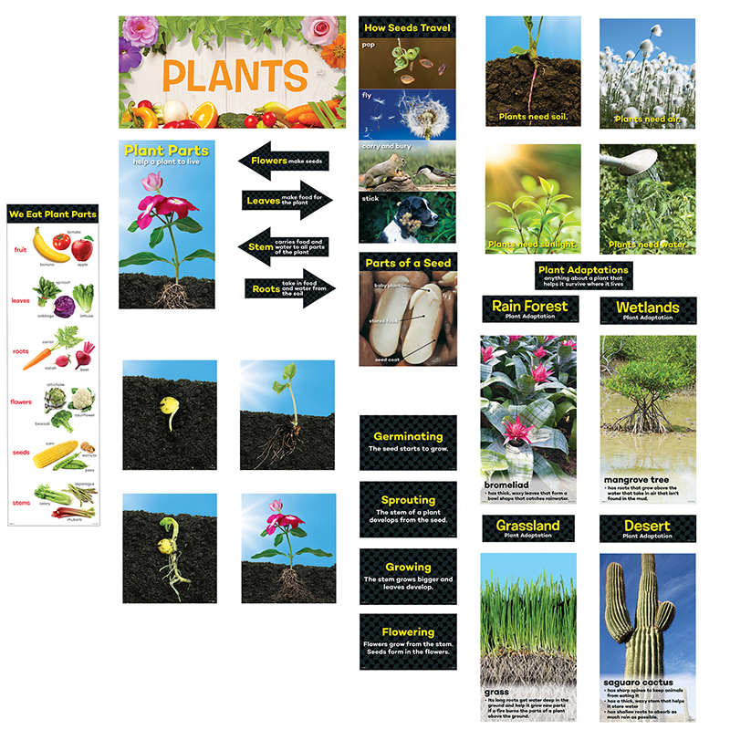 Plants Mini Bb St Gr K-2