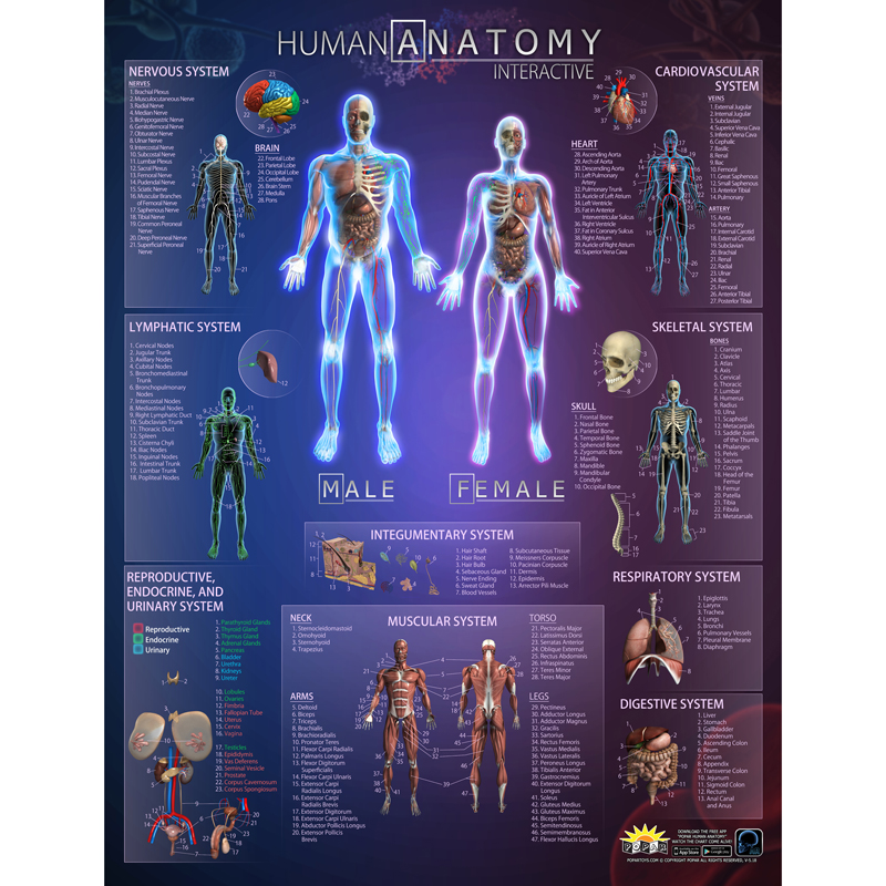 Human Anatomy Interact Smart Chart