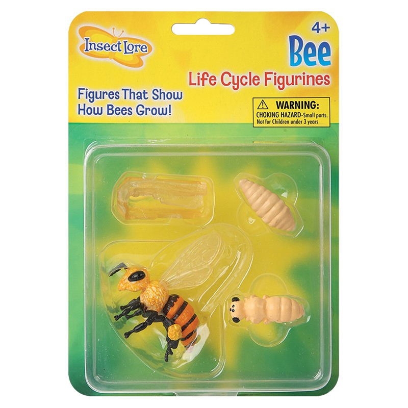 Bee Life Cycle Stages