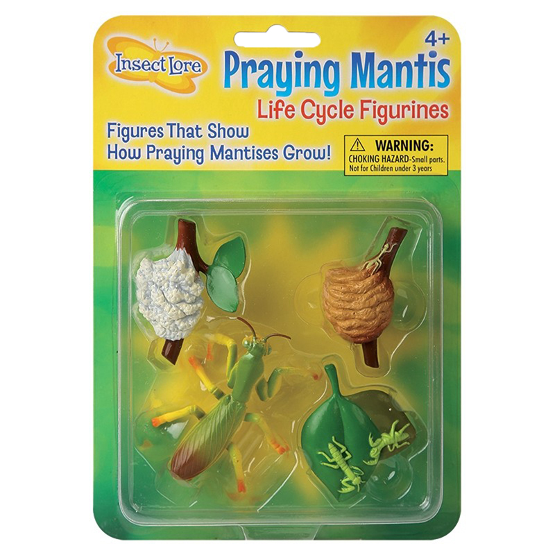 Mantis Life Cycle Stages