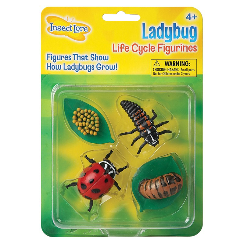 Ladybug Life Cycle Stages