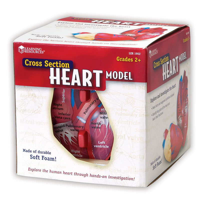 Human Heart Crosssection Model