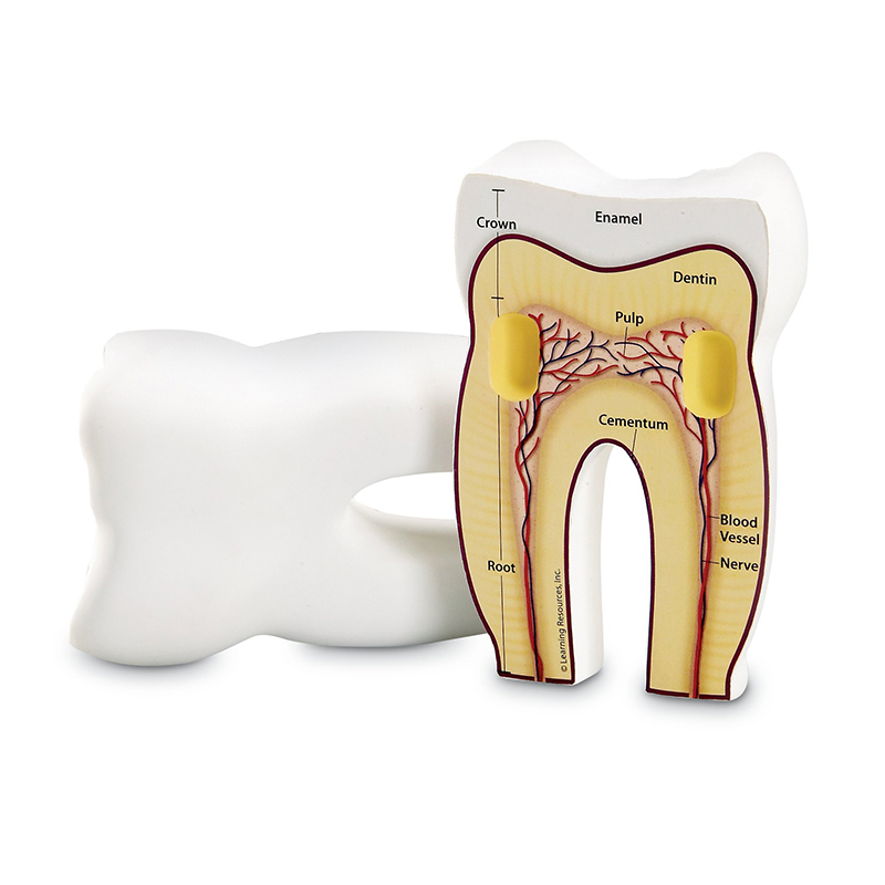 Tooth Cross-Section Model