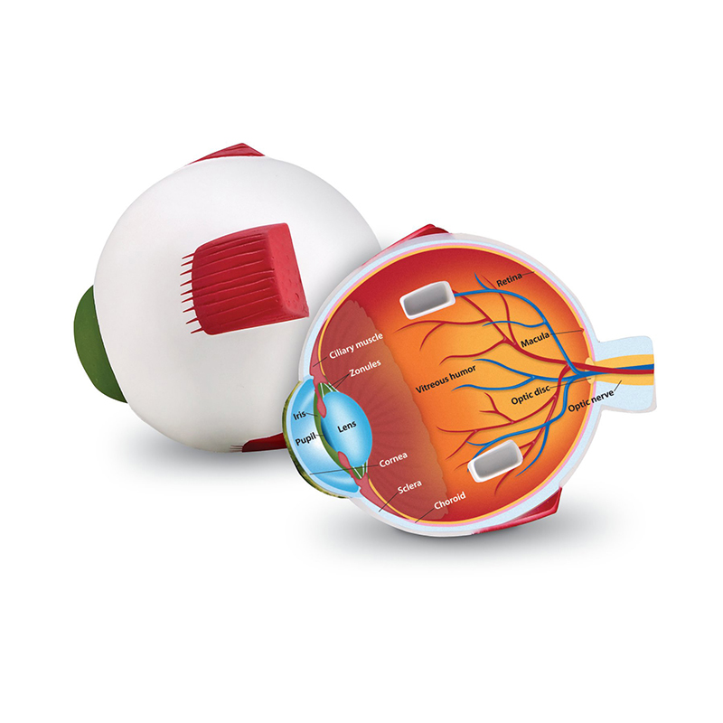 Cross-Section Eye Model