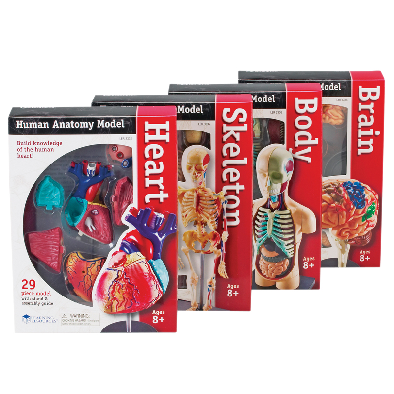 Model Anatomy Bundle Set