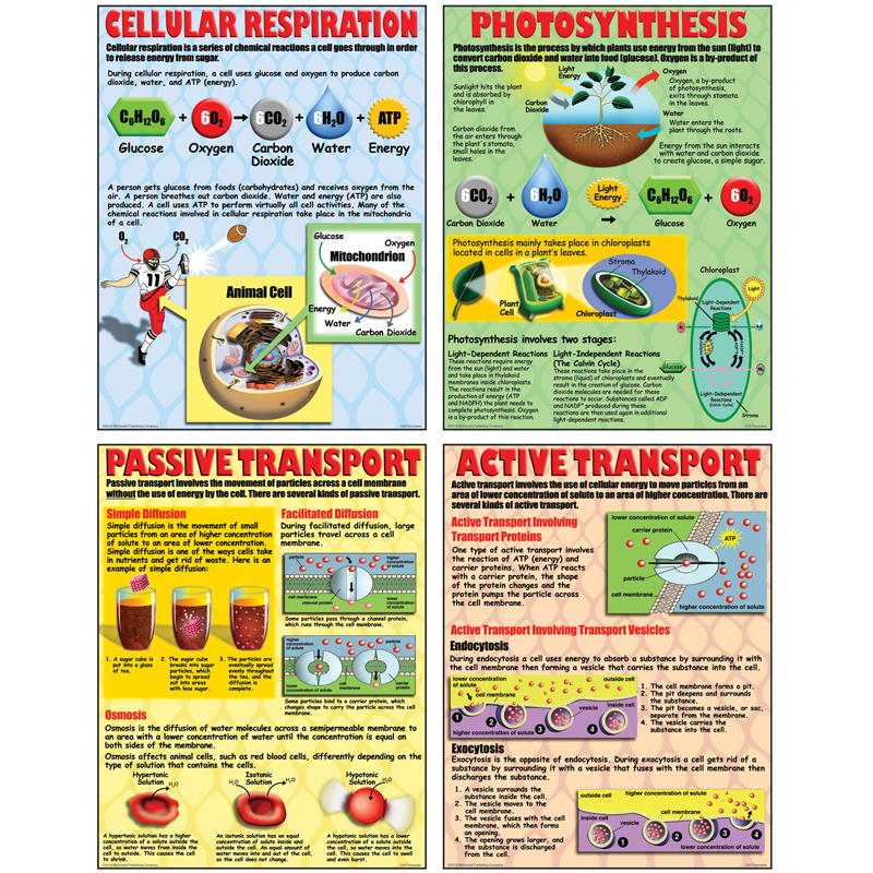 Poster Set Cell Processes