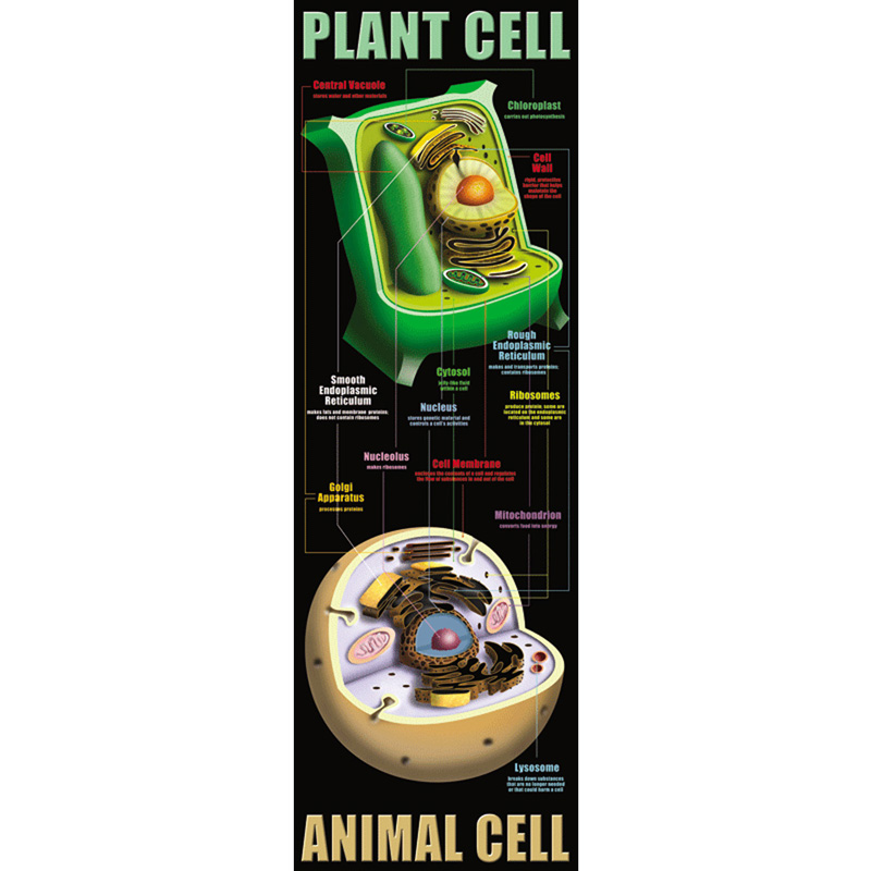 Plant And Animal Cells