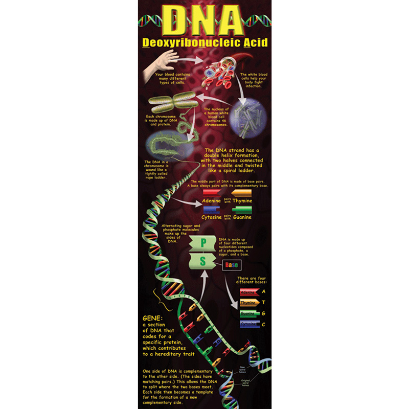 Dna Colossal Poster