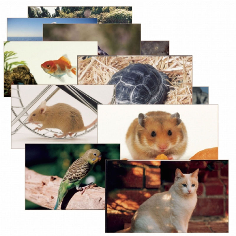 Pets 14 Poster Cards