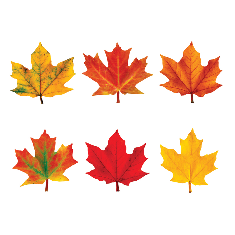 (6 Pk) Classic Accents Maple Leaves