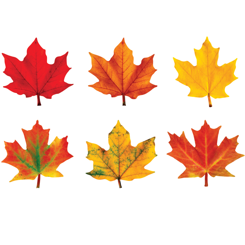 (6 Pk) Classic Accents Maple Leaves