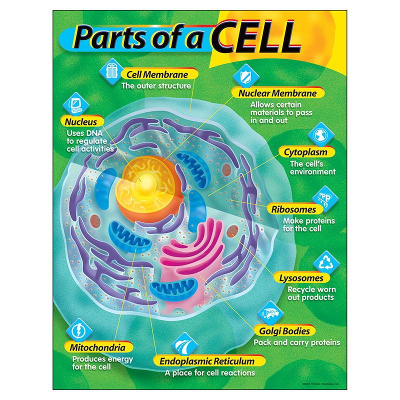 Chart Parts Of A Cell Gr 4-8 17x22