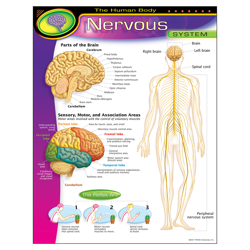Chart Nervous System