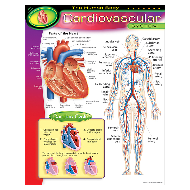 Chart Cardiovascular System