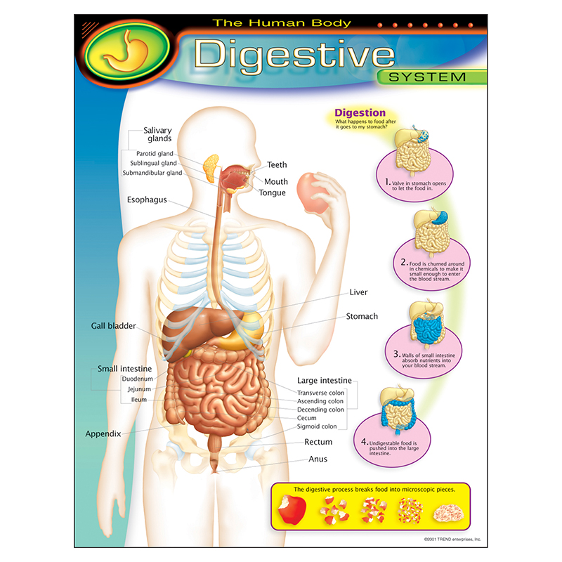 Chart Digestive System