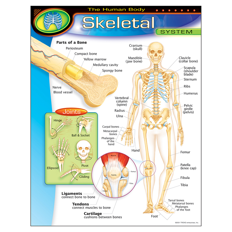 Chart Skeletal System Gr 5-8 17x22