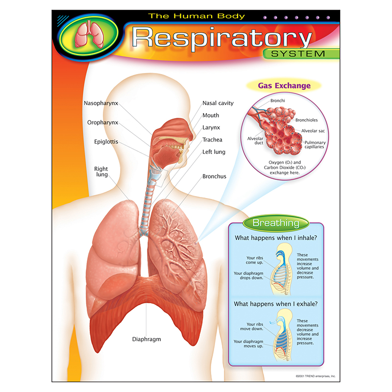Chart Respiratory System