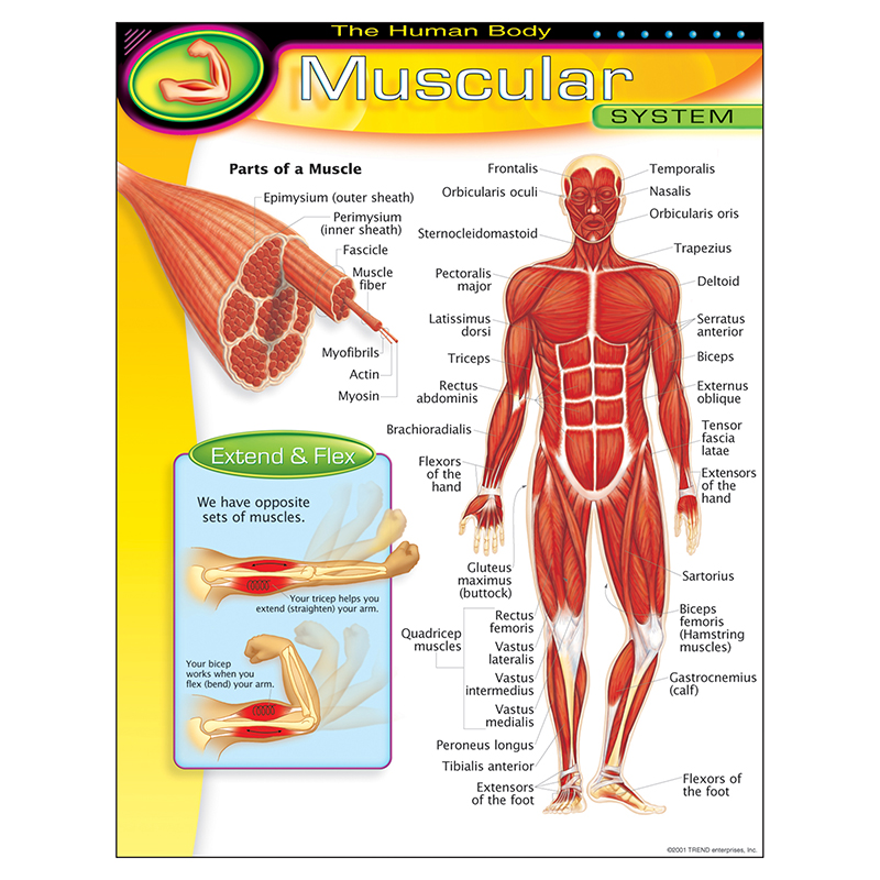 Chart Muscular System