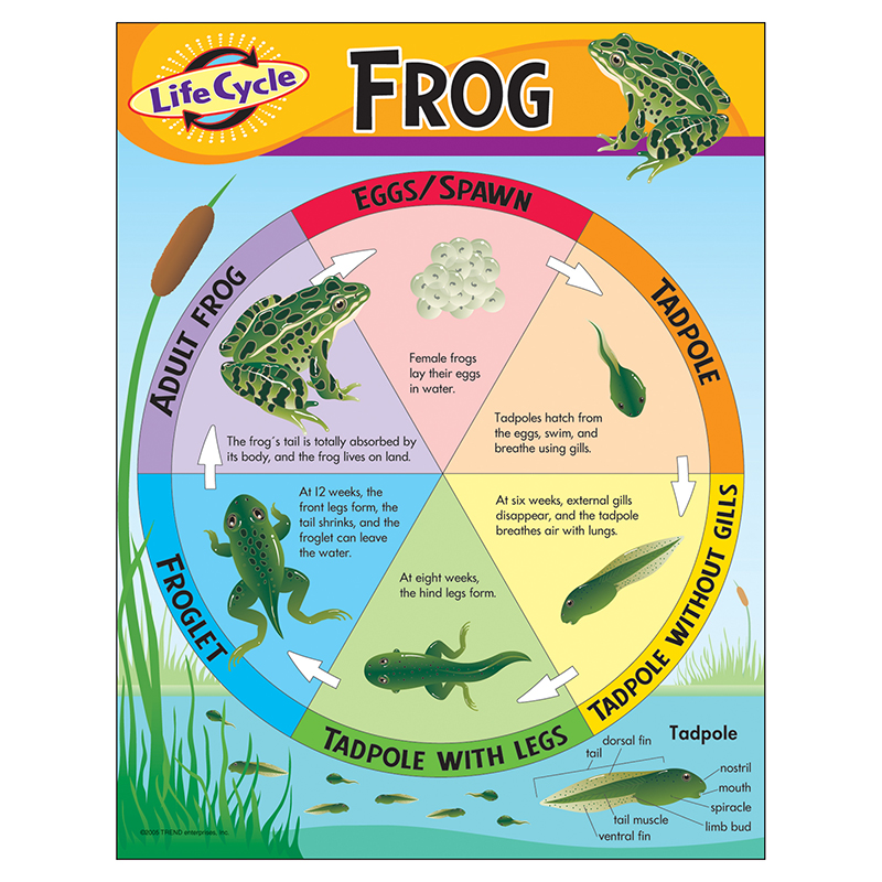 Chart Life Cycle Of A Frog