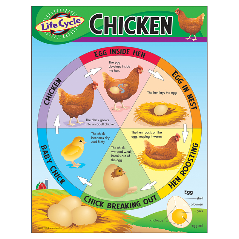 Chart Life Cycle Of A Chicken