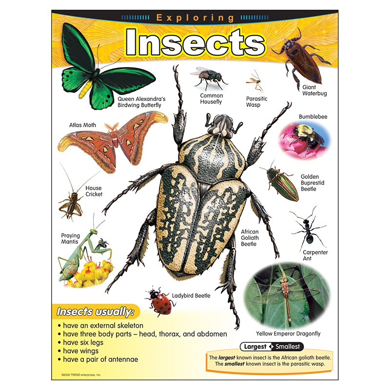 Chart Exploring Insects Gr 1-5