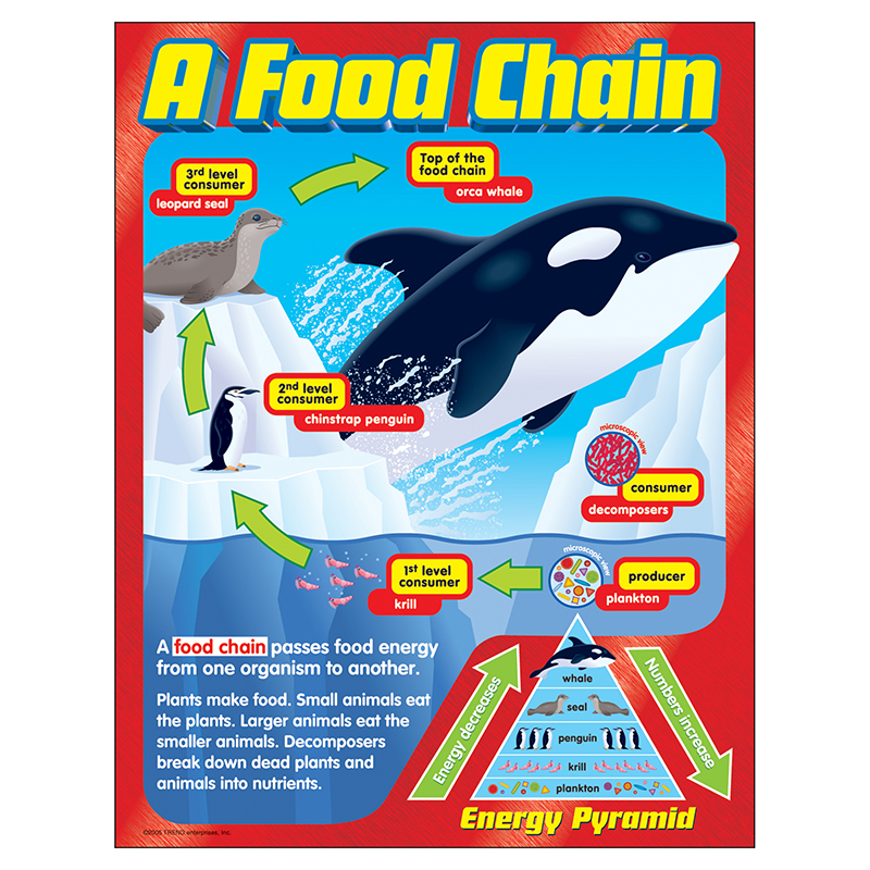 Chart A Food Chain Gr 2-5
