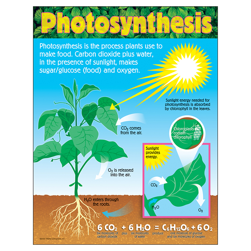 Chart Photosynthesis Gr 4-8