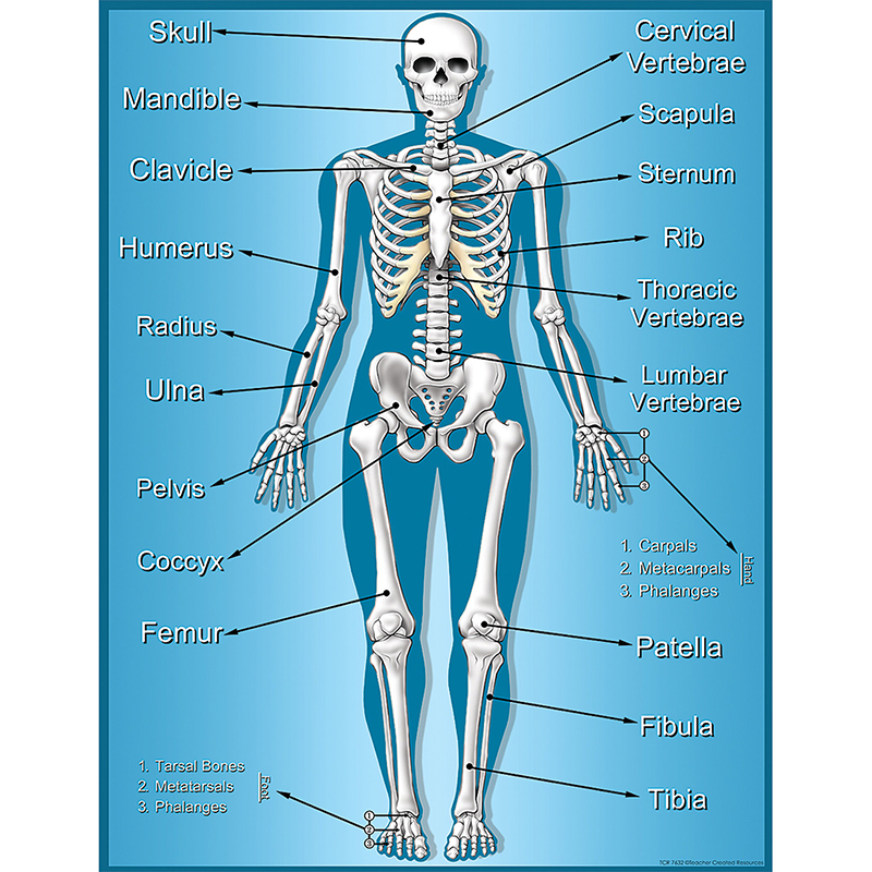 Skeleton Chart